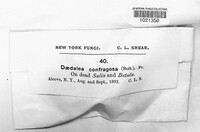Daedaleopsis confragosa image